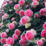 Rose Seeds
