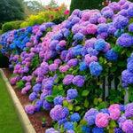 Mixed flower seeds