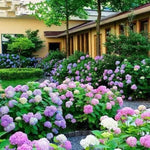 Mixed flower seeds
