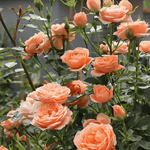 Rose Seeds
