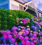 Mixed flower seeds