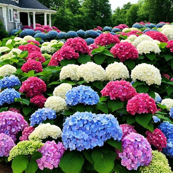 Mixed flower seeds
