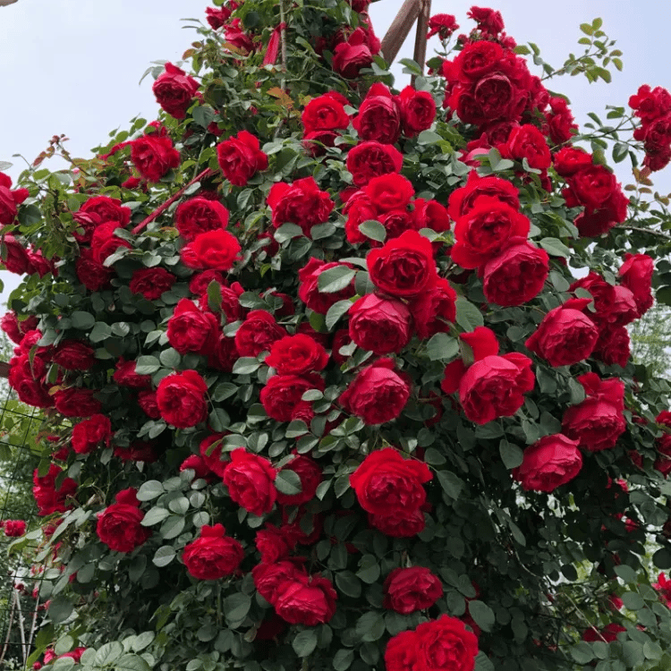 Rose Seeds
