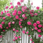 Rose Seeds