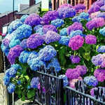 Mixed flower seeds