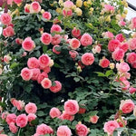 Rose Seeds