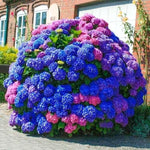 Mixed flower seeds