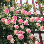 Rose Seeds